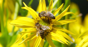 Bienen auf Silphie